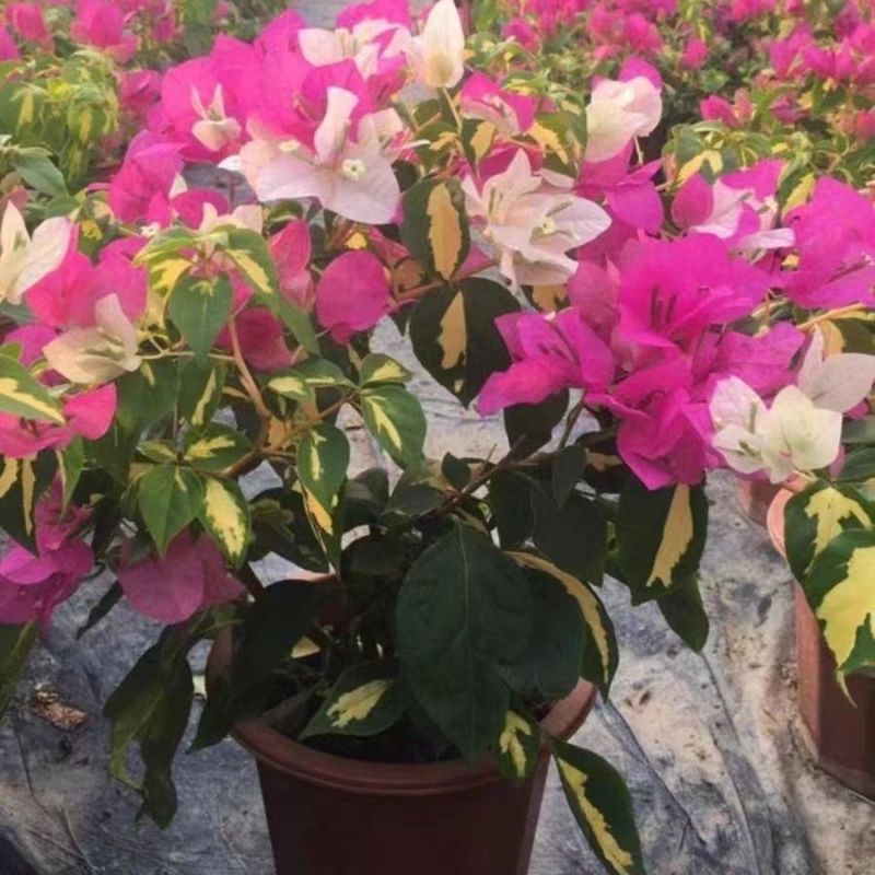 云南基地直金心双色三角梅盆栽四季开花阳台花园