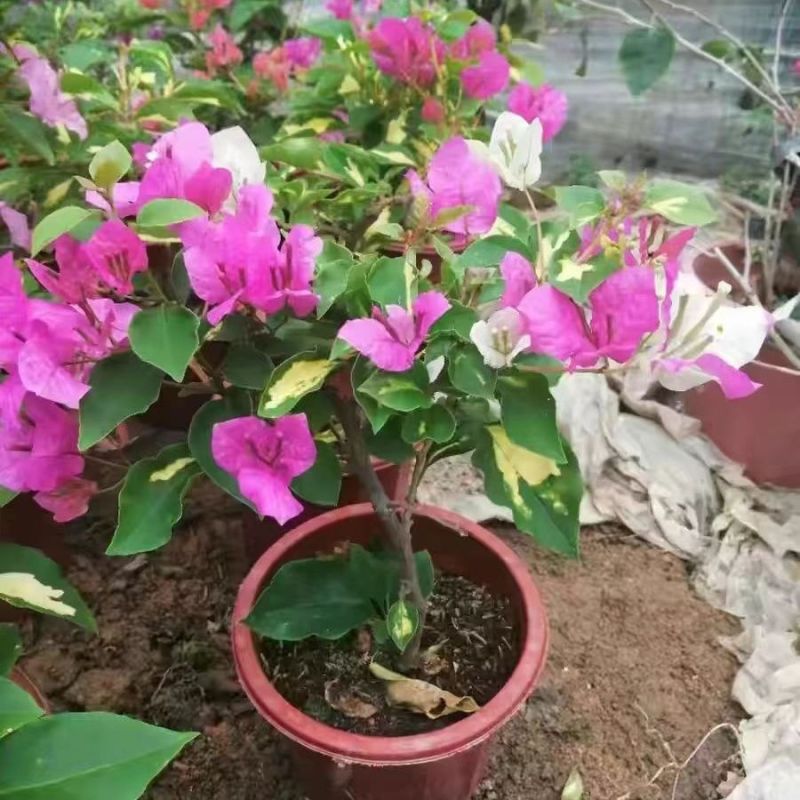云南基地直金心双色三角梅盆栽四季开花阳台花园