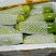 西葫芦量大，品质好！来自海拔2000米的精品蔬菜！