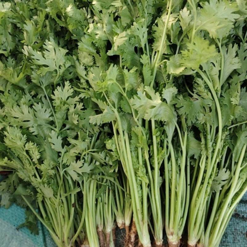 精品一级铁杆香菜，现货秒发