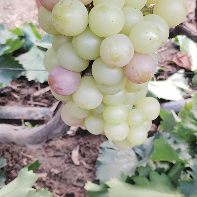 巨峰葡萄