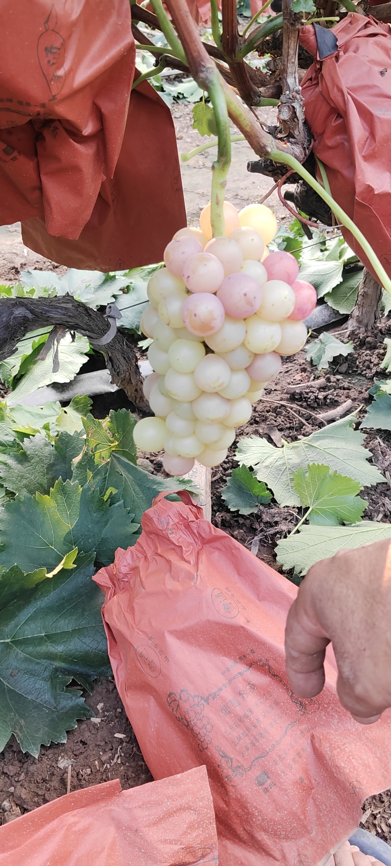 巨峰葡萄