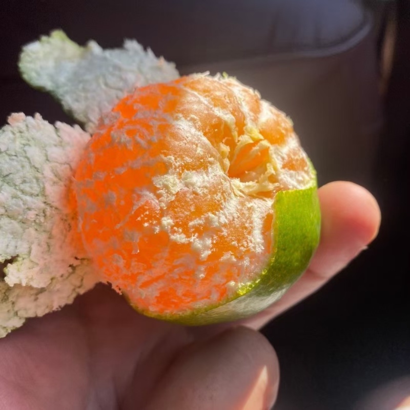 《实力》特早蜜橘货发全国，一手货源充足果肉细嫩，化渣！