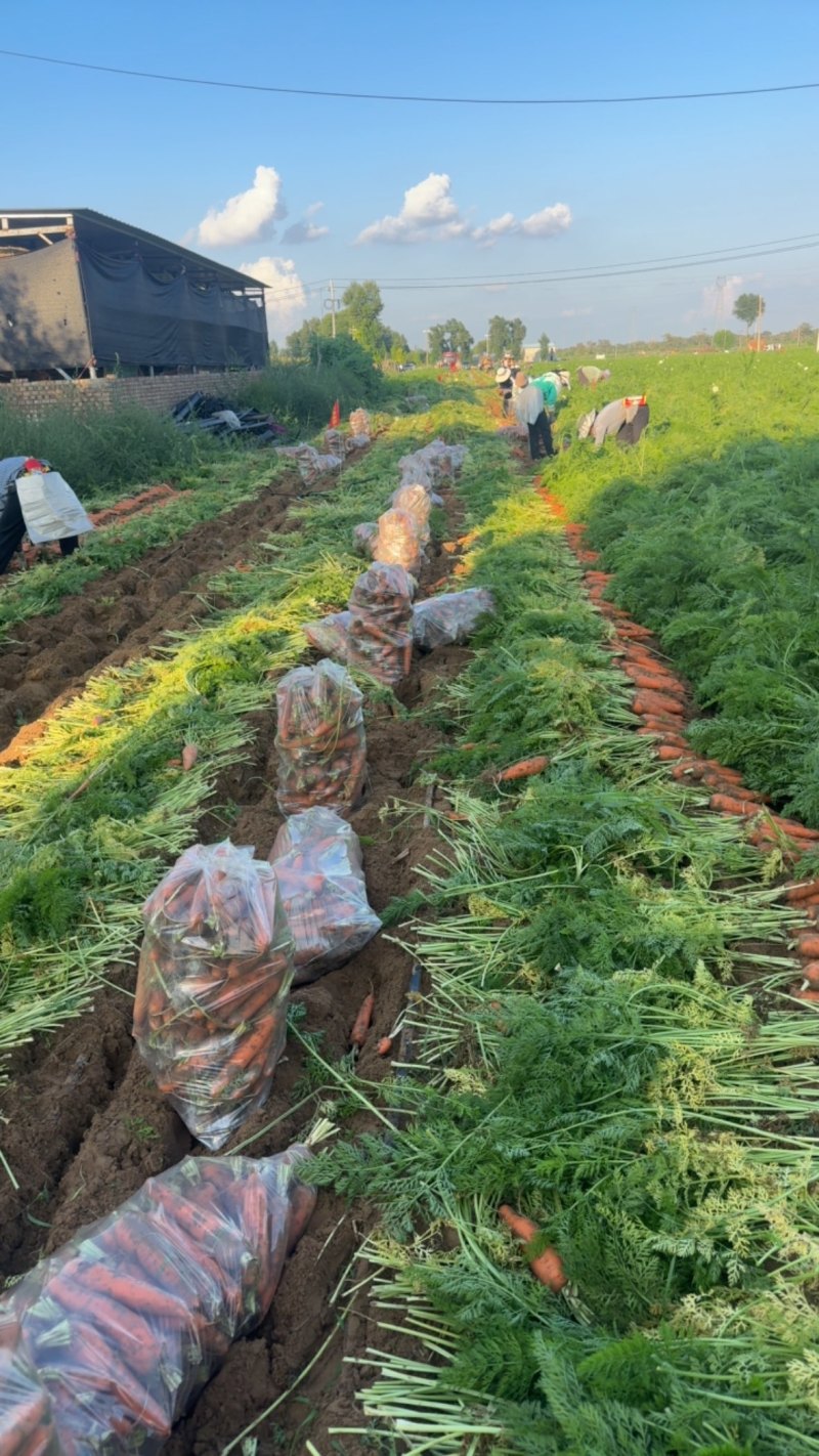 大红胡萝卜