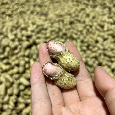 新鲜沙土花生