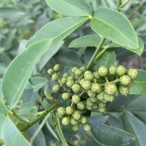 鲜青花椒