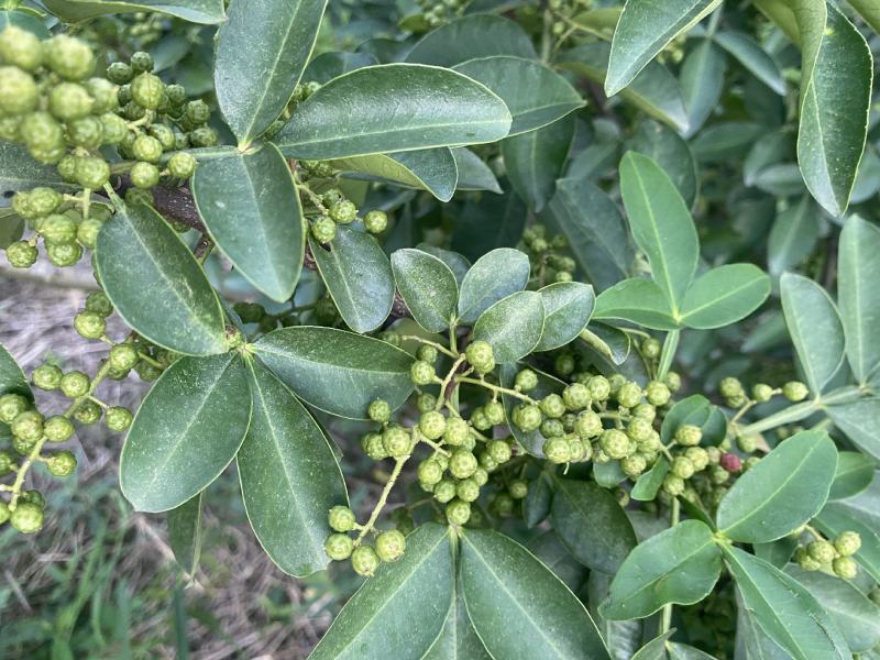 鲜青花椒