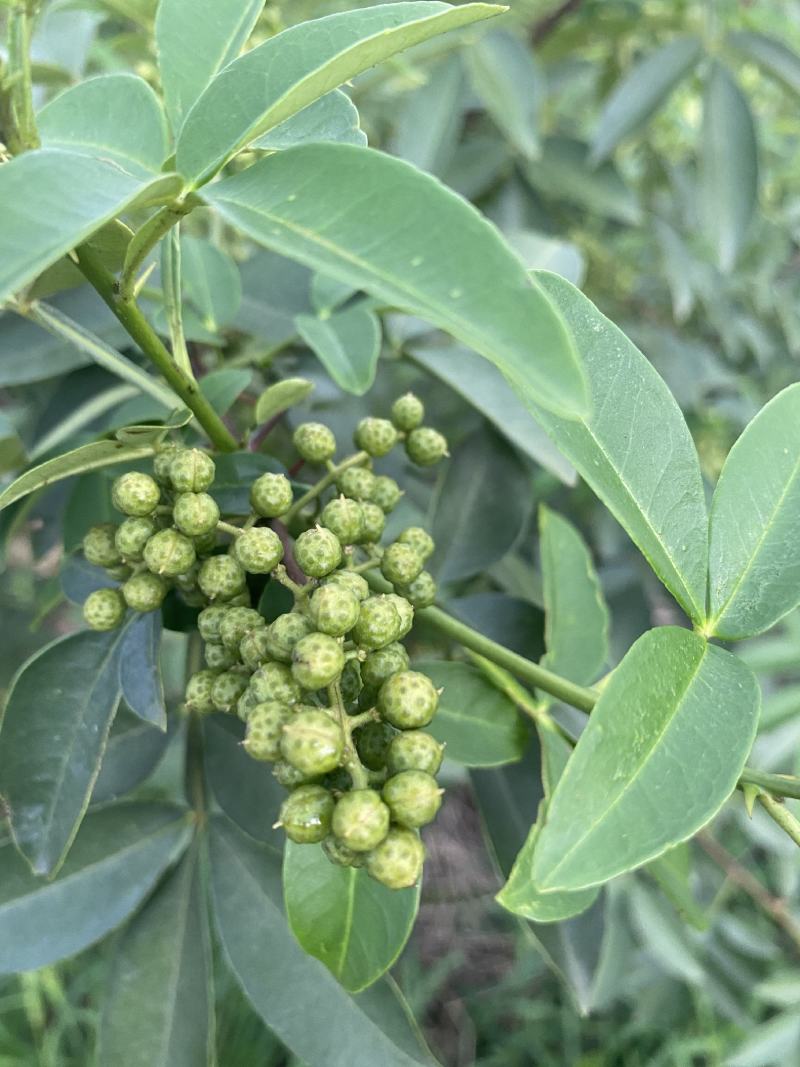鲜青花椒