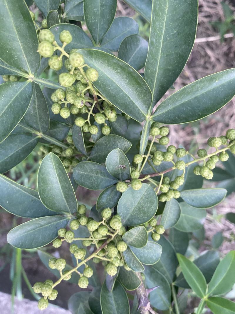 鲜青花椒