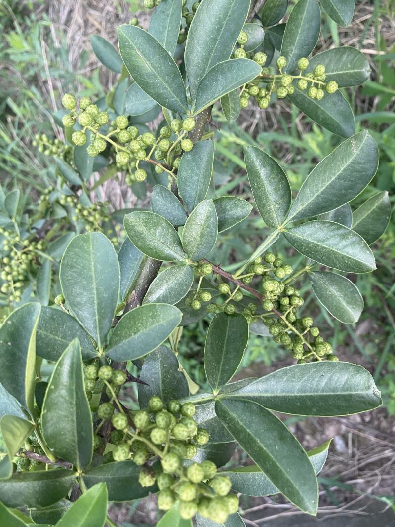 鲜青花椒