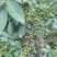 鲜青花椒
