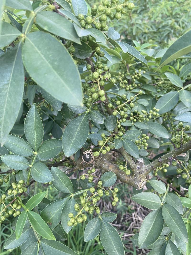 鲜青花椒