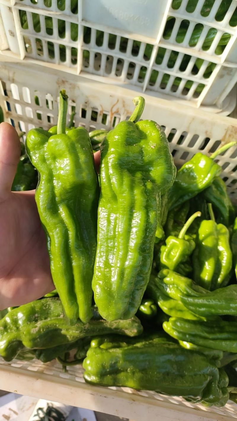 精品薄皮椒