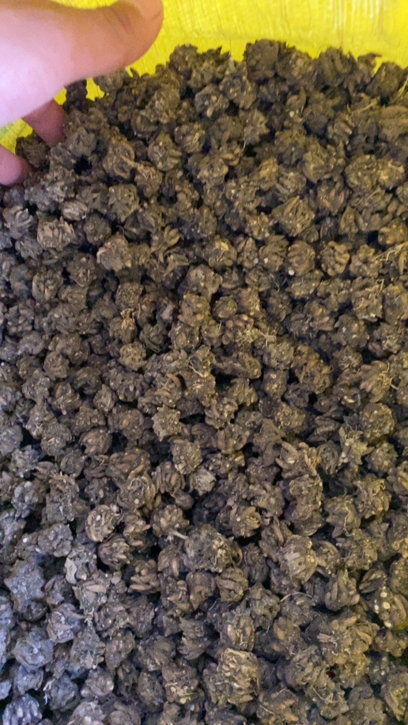 中颗粒猫爪草