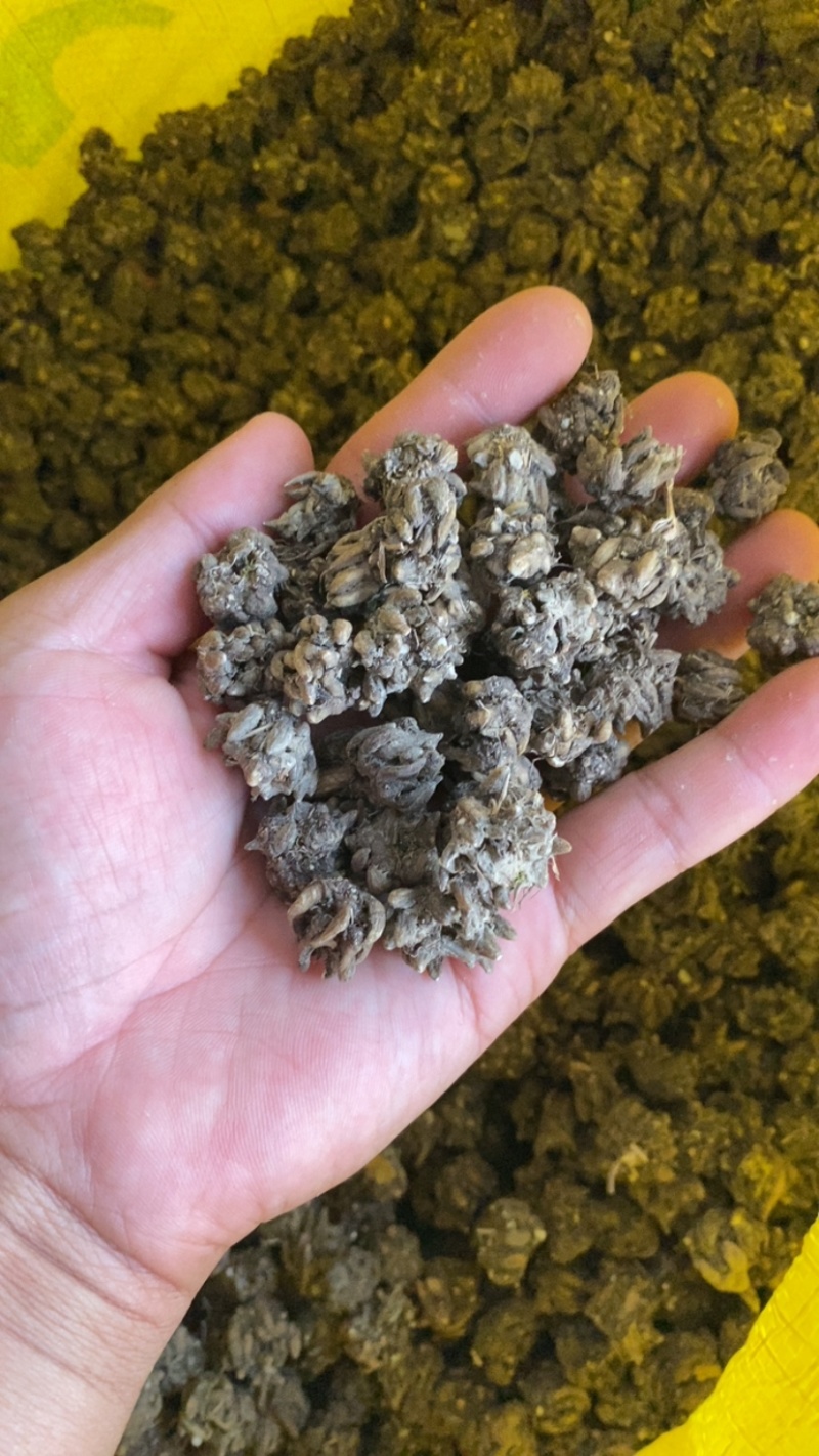 中颗粒猫爪草