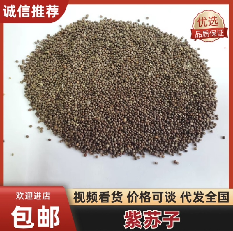 推荐：桦南紫苏籽