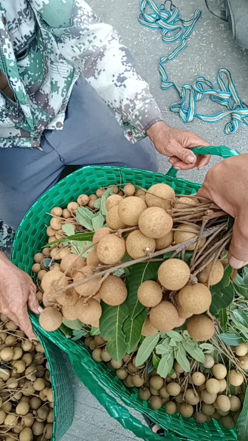 石硖，诸良龙眼上市
