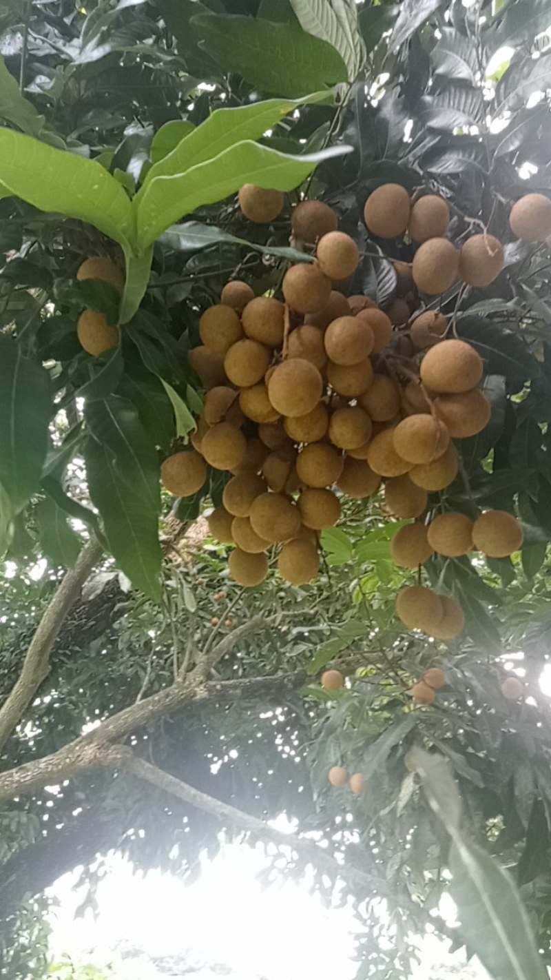 石硖，诸良龙眼上市