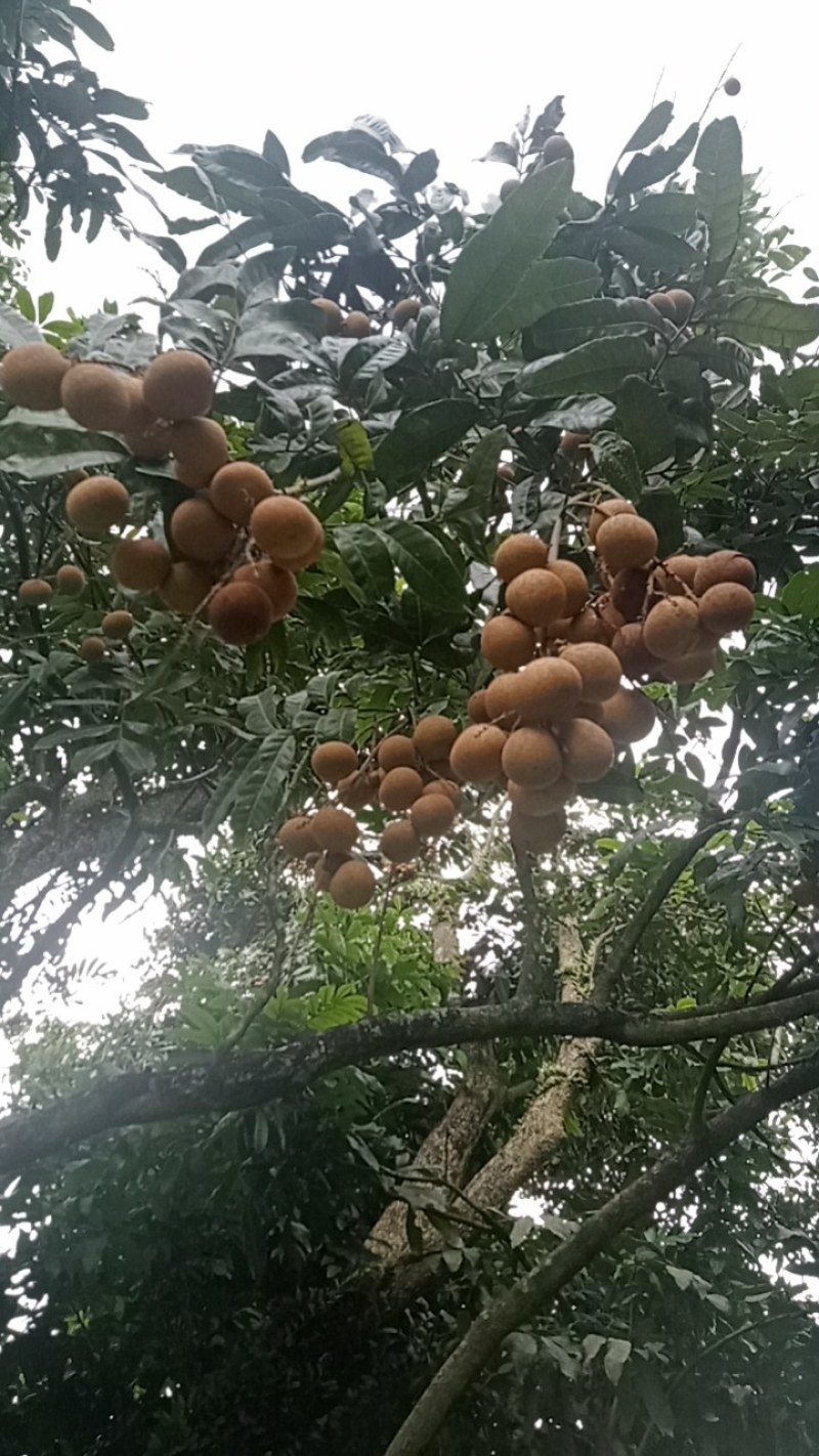 石硖，诸良龙眼上市