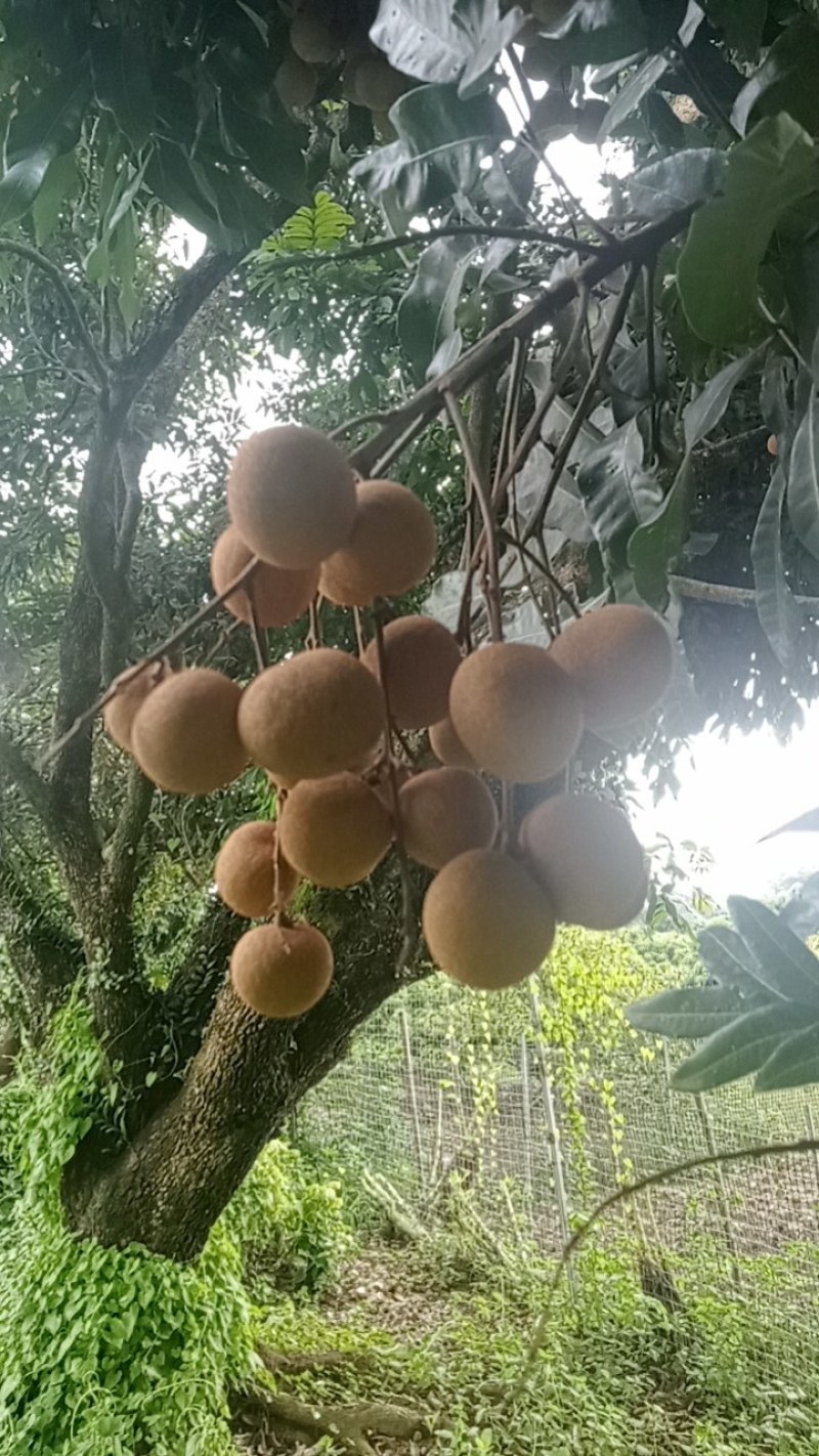 石硖，诸良龙眼上市