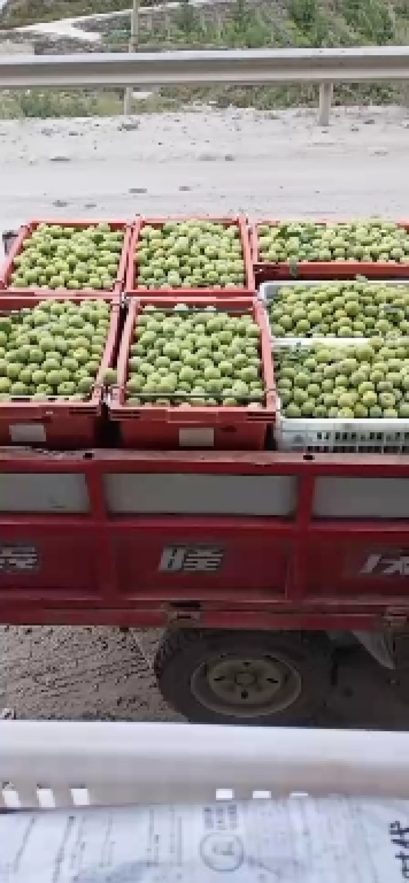 茂汶清脆李