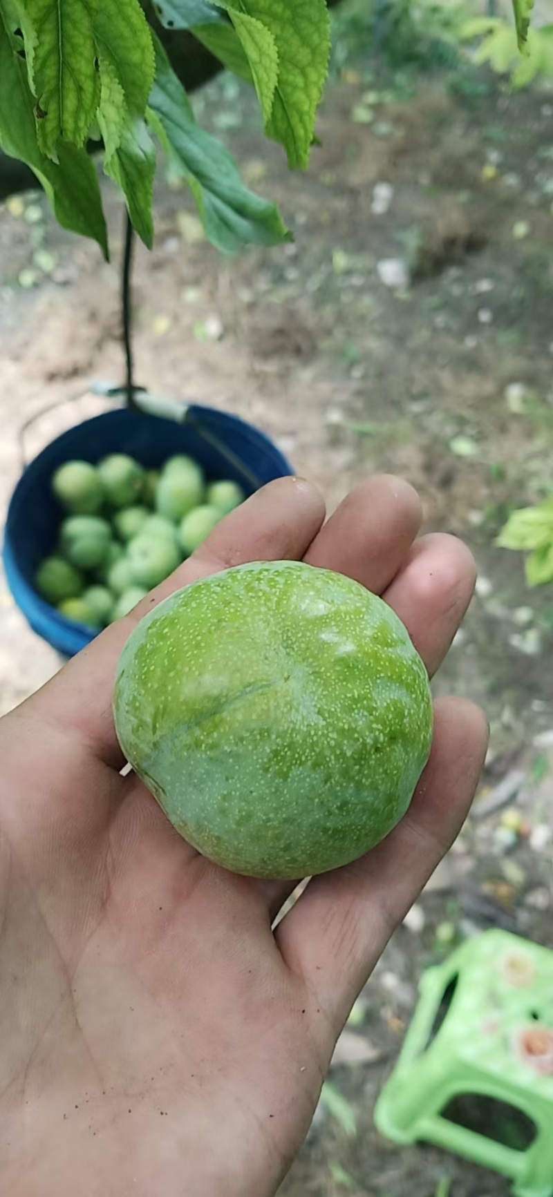 茂汶清脆李