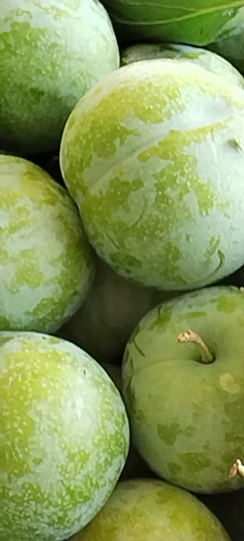 茂汶清脆李