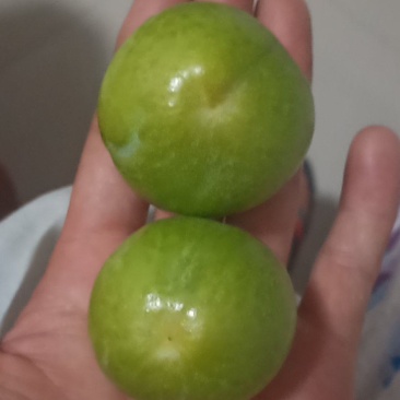 茂汶清脆李