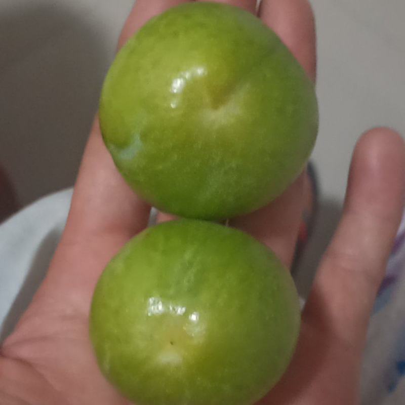 茂汶清脆李