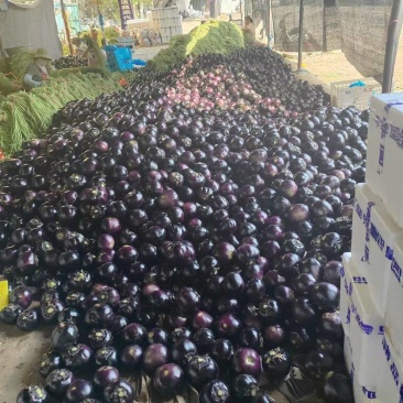山东茄子黑亮紫光圆茄对接电商市场商超可视频