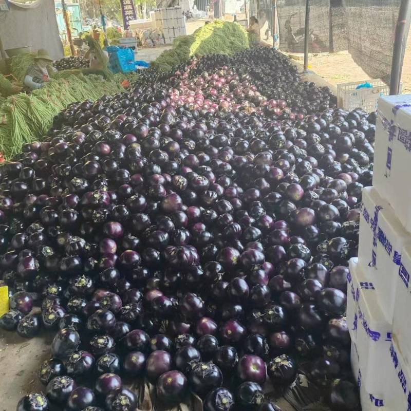 山东茄子黑亮紫光圆茄对接电商市场商超可视频
