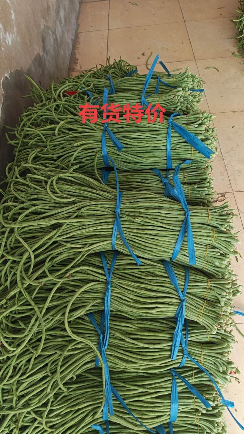 内黄县精品豆角上市中专业代办信息员杜永刚