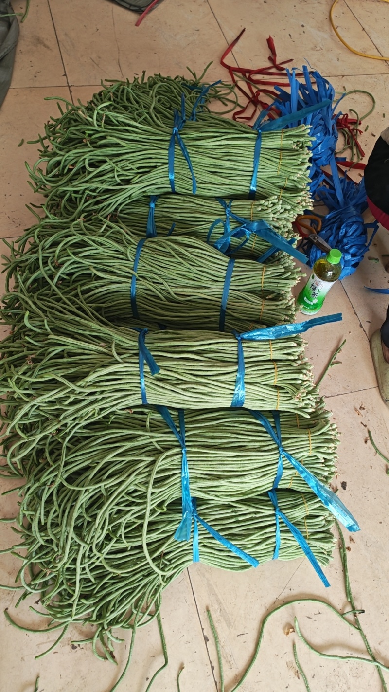 内黄县精品豆角上市中专业代办信息员杜永刚