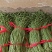 内黄县精品豆角上市中专业代办信息员杜永刚