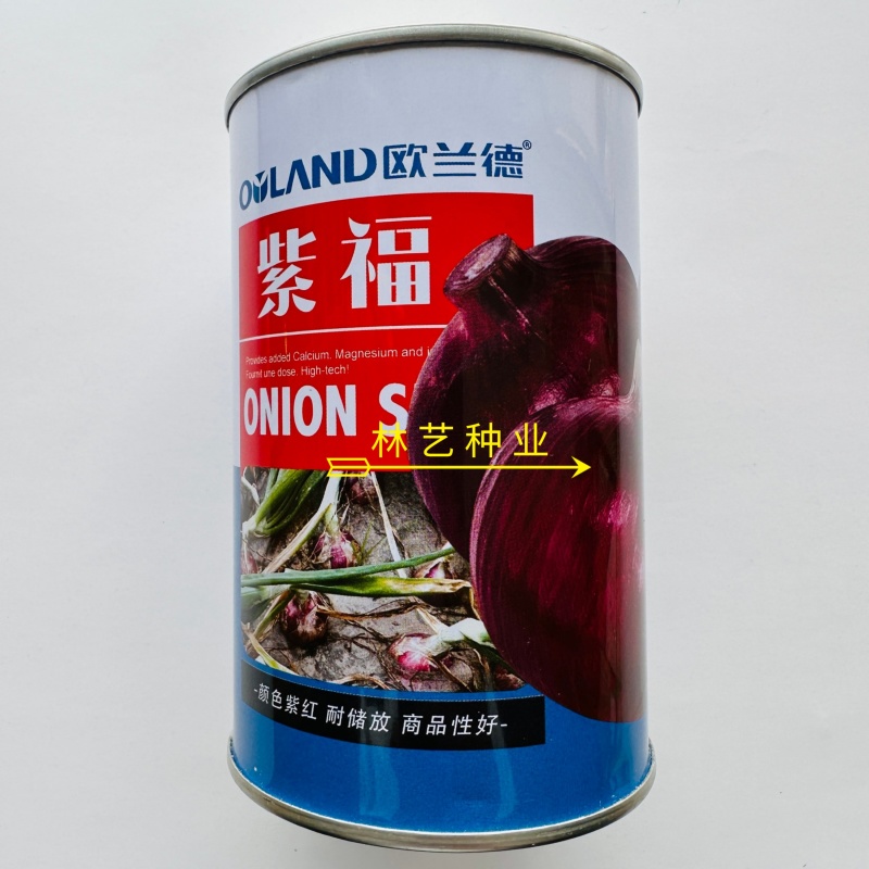欧兰德紫福洋葱种子杂交一代深紫红皮中早熟抗病高产