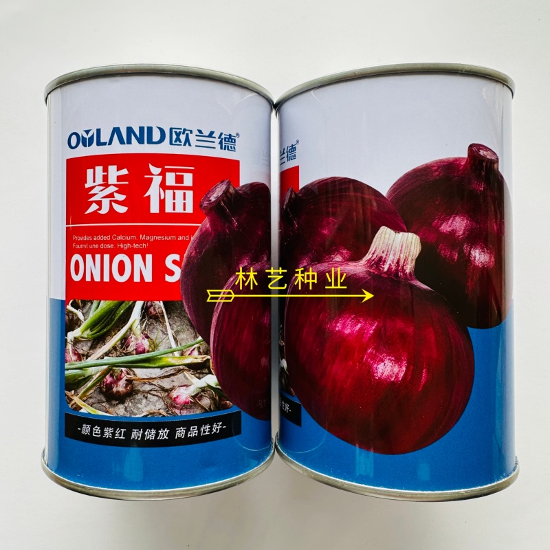 欧兰德紫福洋葱种子杂交一代深紫红皮中早熟抗病高产