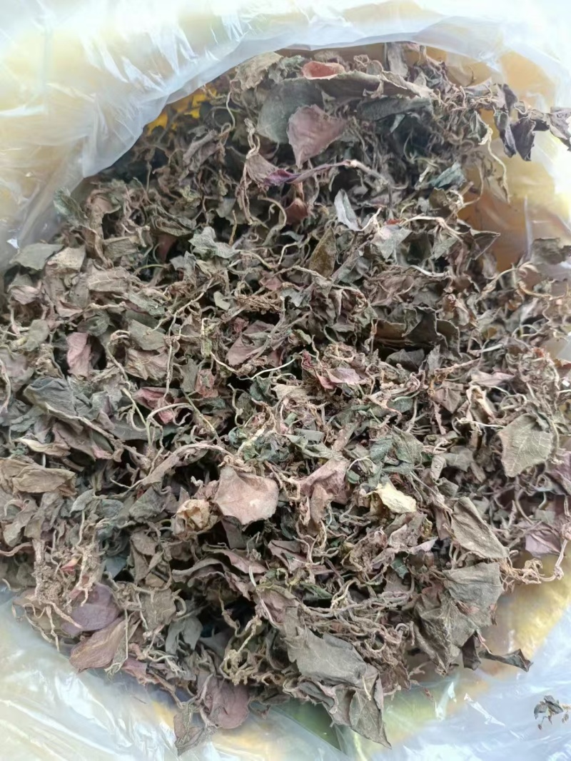 金线莲