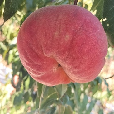 红盘桃