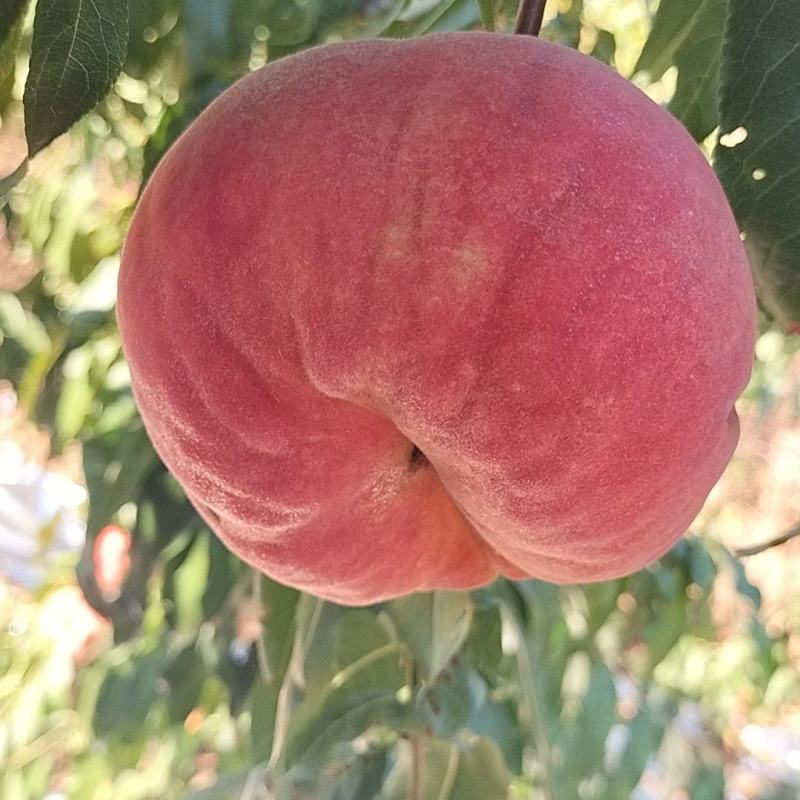 红盘桃