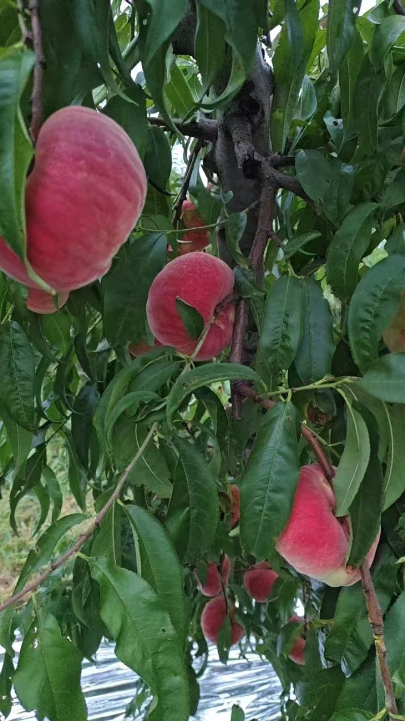 红盘桃