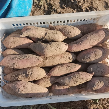 纯沙土地龙九大量出货质量嘎嘎好，支持全国一件代发