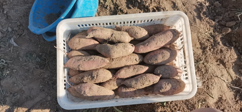 纯沙土地龙九大量出货质量嘎嘎好，支持全国一件代发