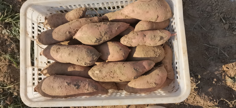 纯沙土地龙九大量出货质量嘎嘎好，支持全国一件代发
