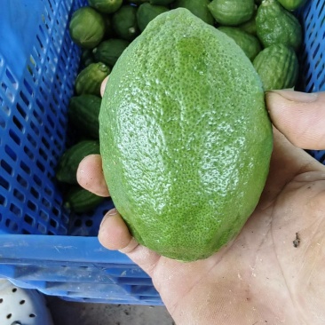 香水柠檬