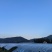高山晚熟巨峰葡萄