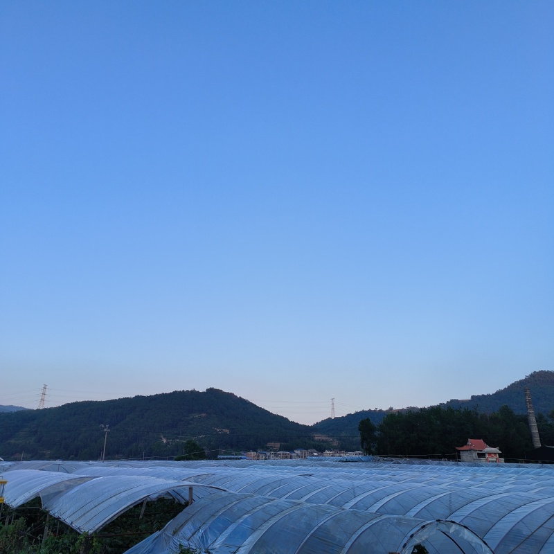 高山晚熟巨峰葡萄