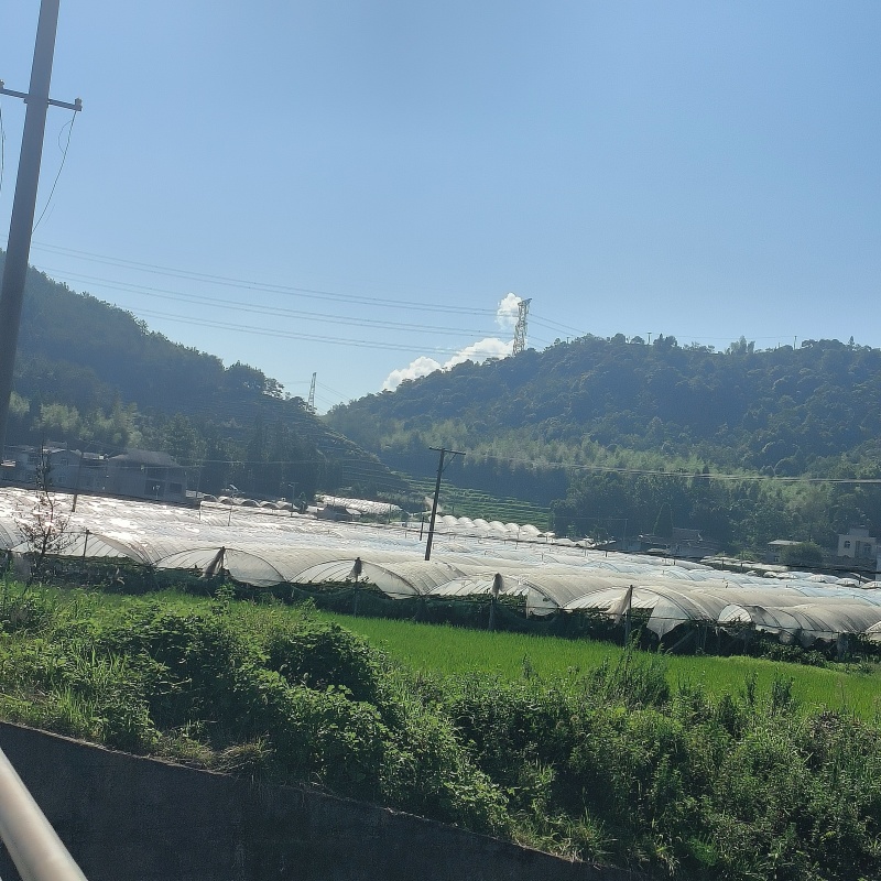 高山晚熟巨峰葡萄