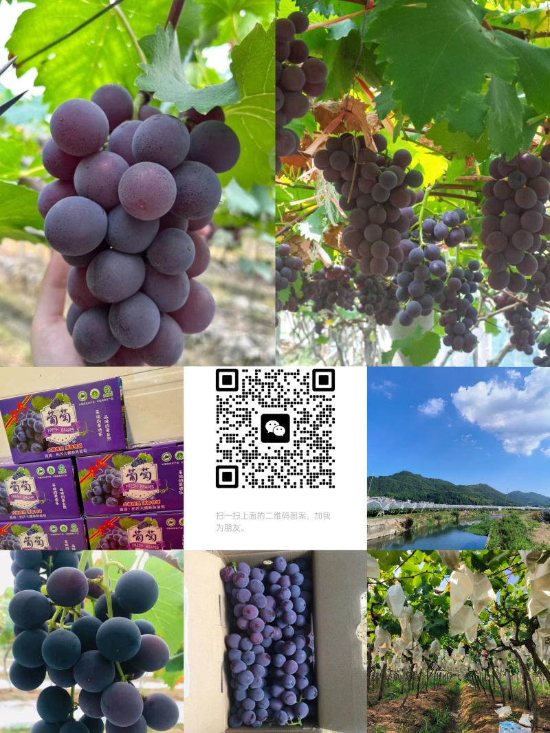 高山晚熟巨峰葡萄