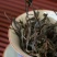 昔归古树普洱茶生茶散茶高端普洱茶推荐源头厂家