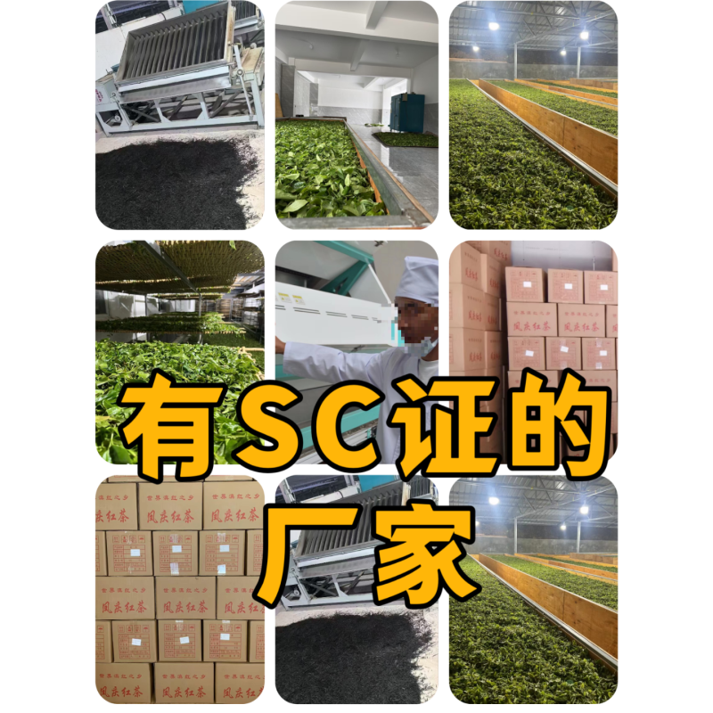 昔归古树普洱茶生茶散茶高端普洱茶推荐源头厂家